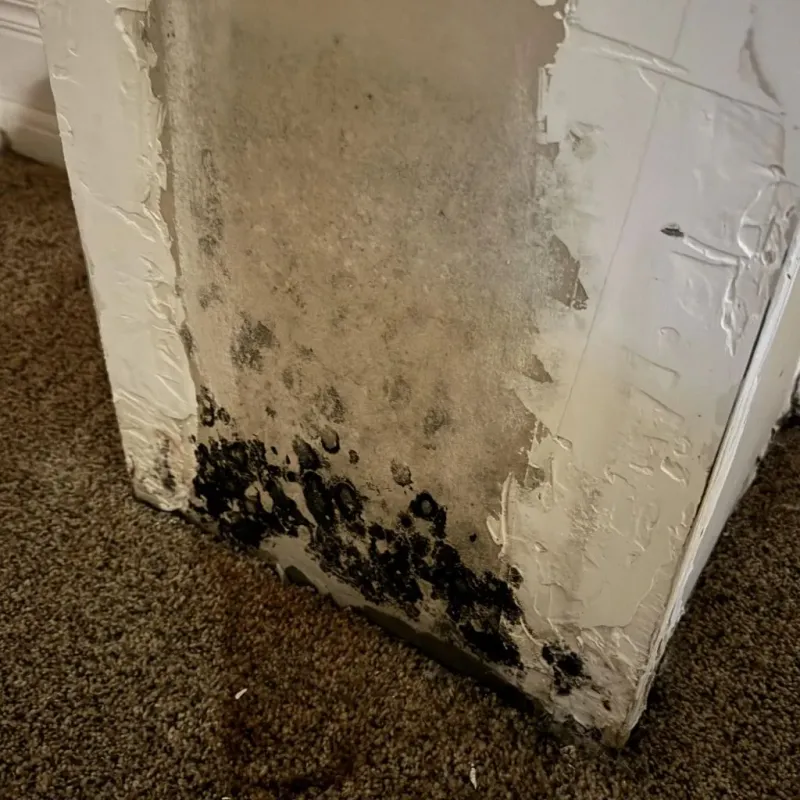 Professional Mold Removal in Agua Dulce, CA